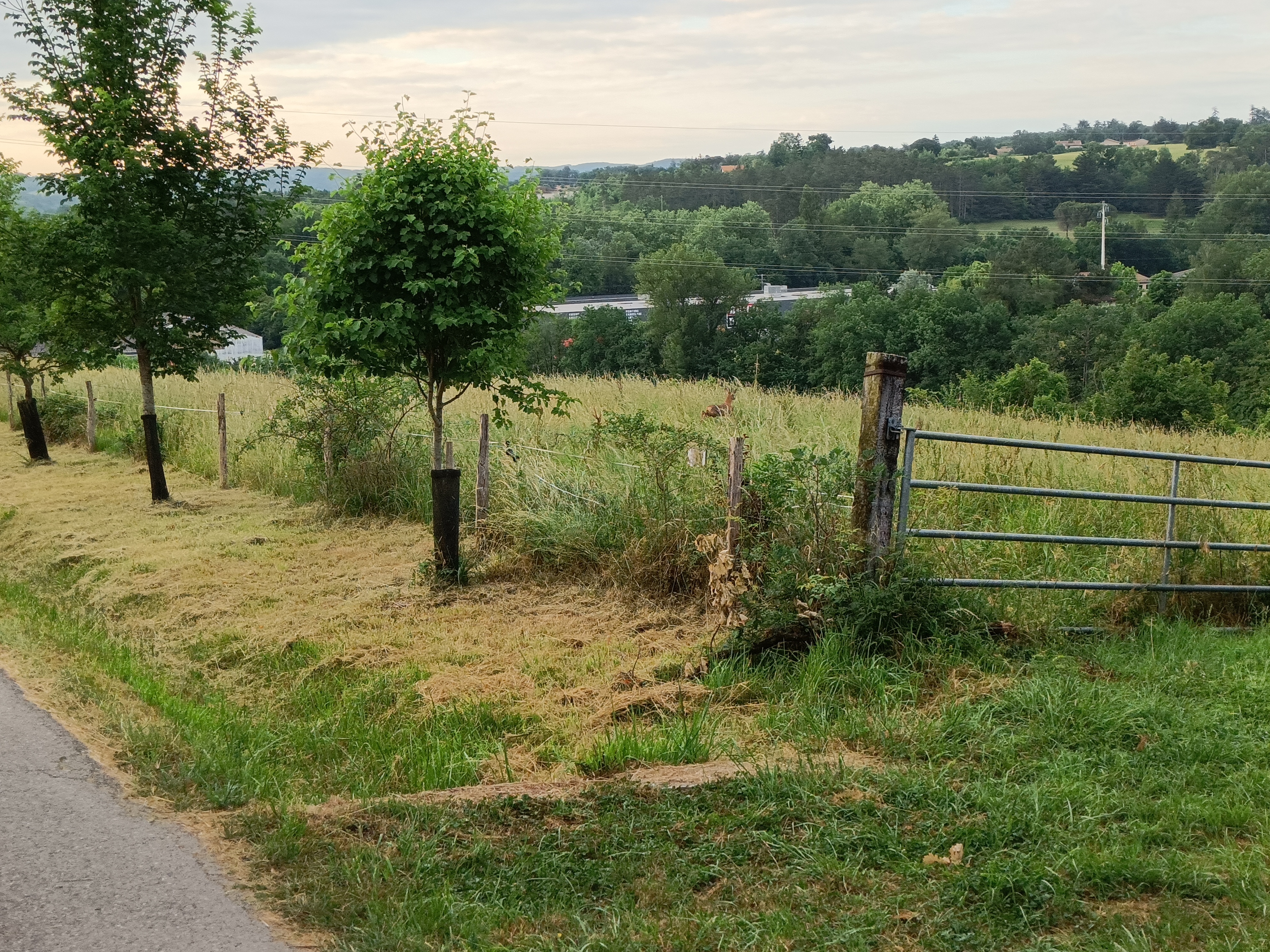 IMG20220527074356.jpg (5.39 MB)