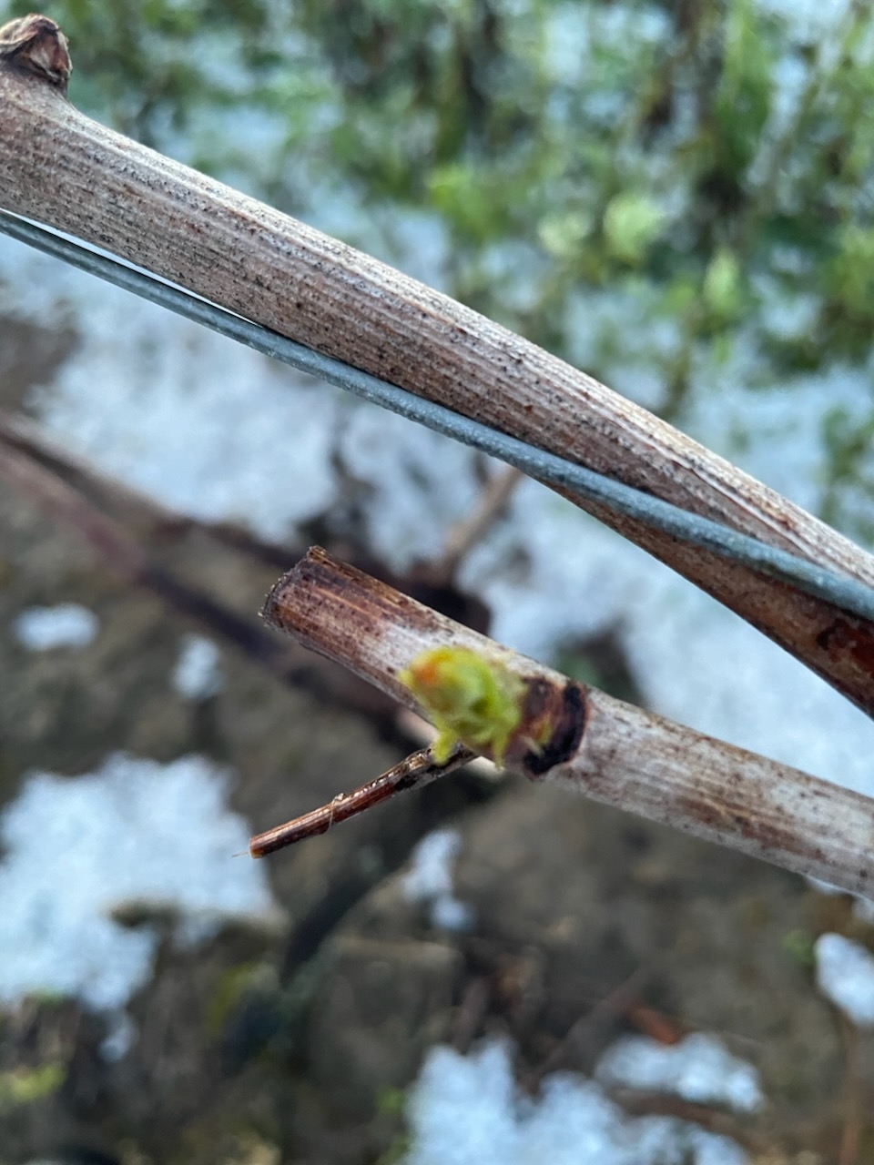 SAVE_20250310_145642.jpg (432 KB)