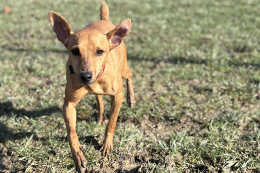 Idéfix, l'animal de la semaine