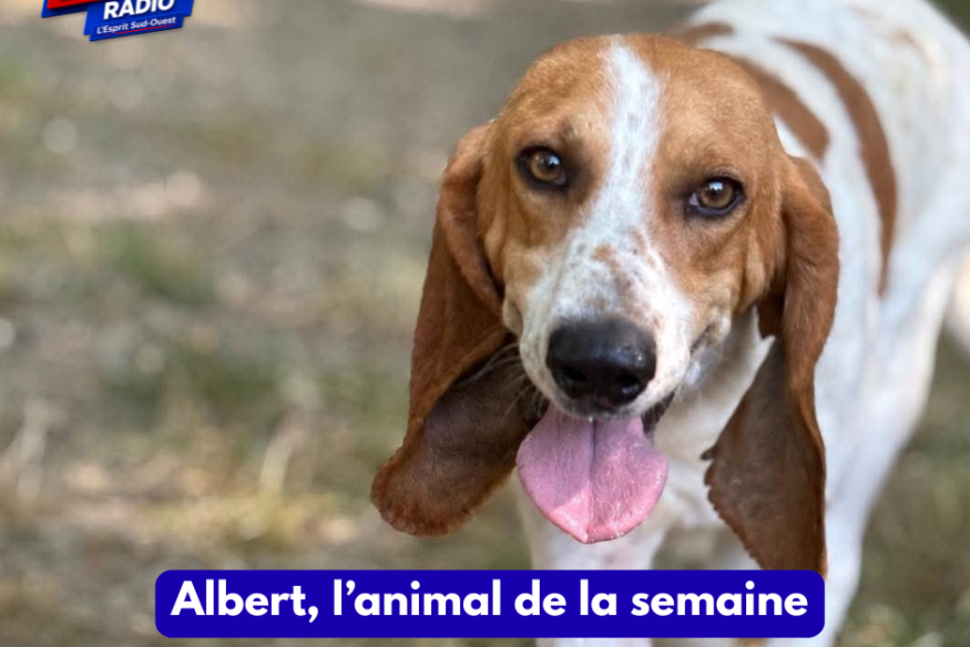 Albert, l'animal de la semaine