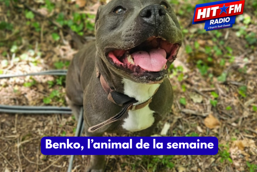 Benko, l'animal de la semaine